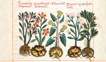 El Códice Badiano-Medicina Natural en Mataró y Maresme